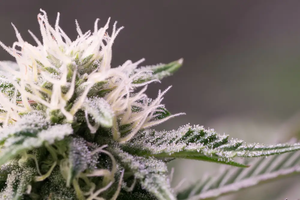 THC vs THCa: The Complete Guide to Cannabis Compounds and Their Effects