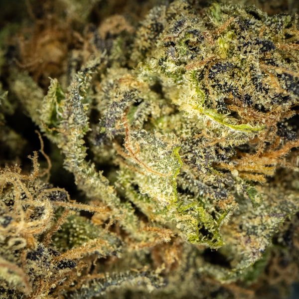 Holy Grail Tropicana